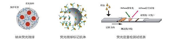 克倫特羅熒光快速檢測試紙條檢測原理