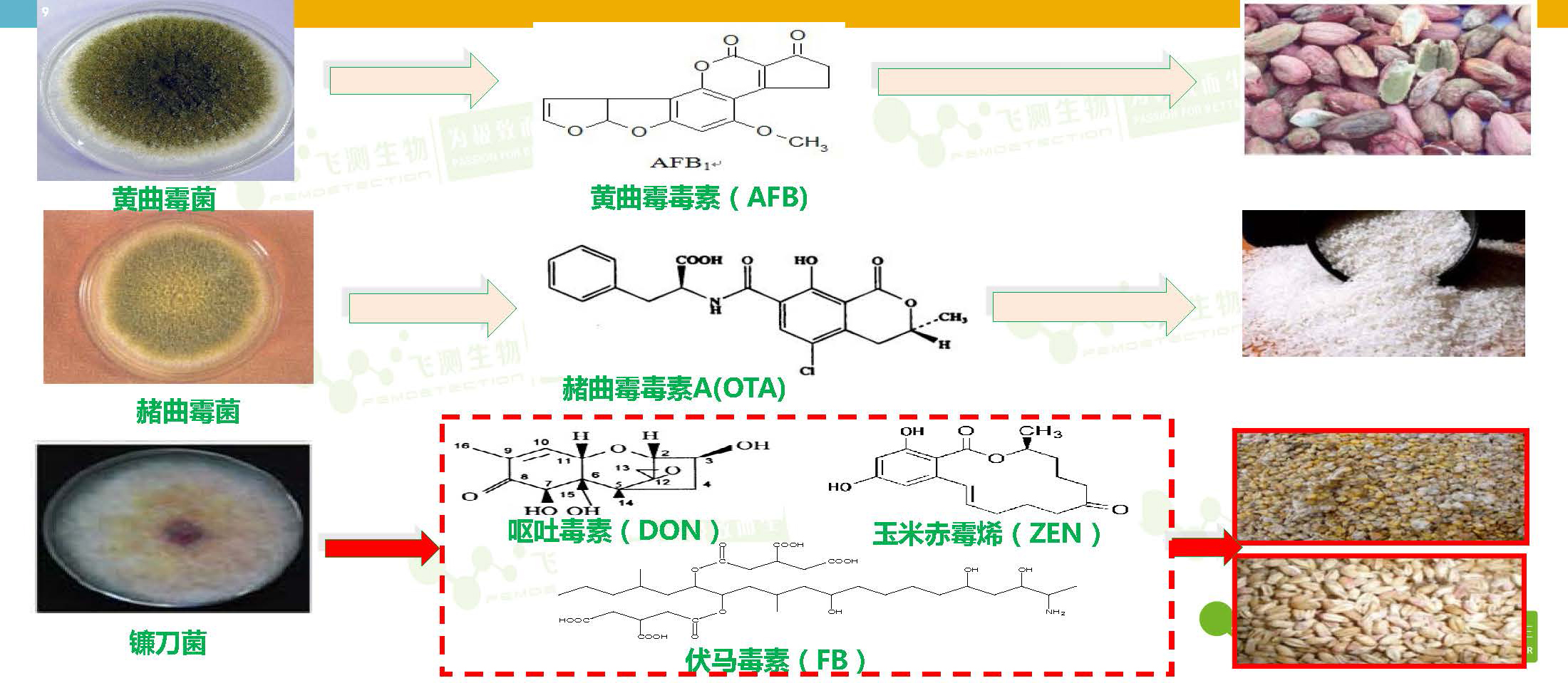 糧食中主要真菌毒素