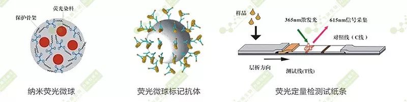 熒光定量快速檢測原理 