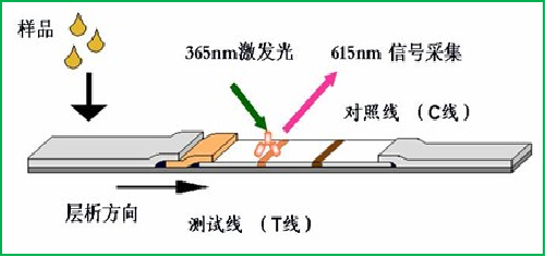 真菌毒素檢測原理